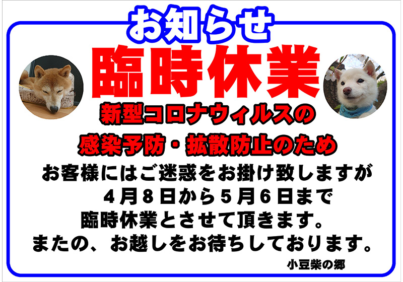 小豆柴の郷は 世界で最小の柴犬｢小豆柴｣｢極小豆柴｣｢豆柴｣に会えるカフェです。 小豆柴の郷