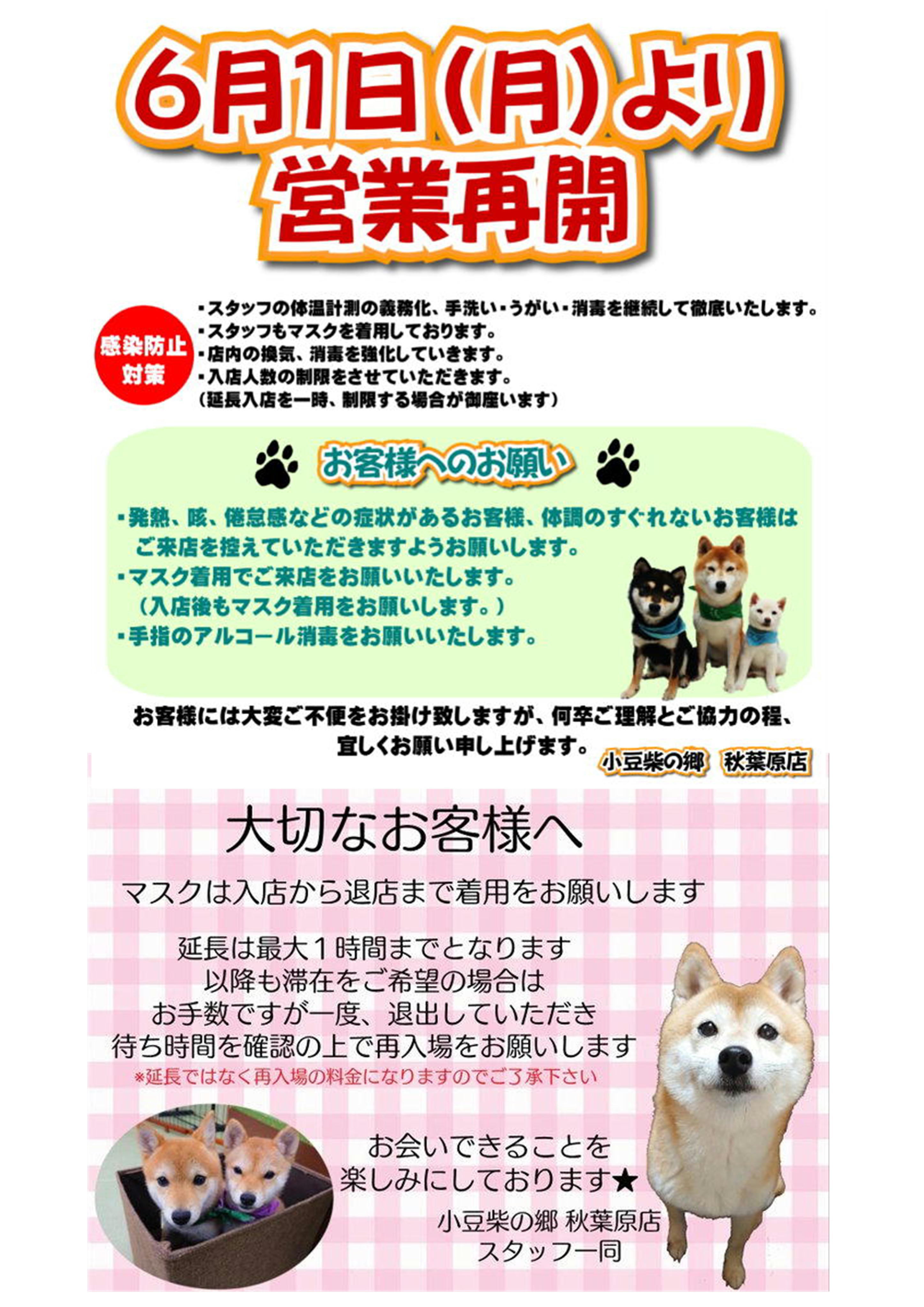 小豆柴の郷は 世界で最小の柴犬｢小豆柴｣｢極小豆柴｣｢豆柴｣に会えるカフェです。 小豆柴の郷